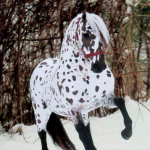 Emir