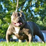 Ali