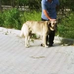 Savaş