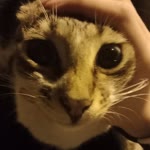 Azra