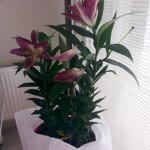 Nihal