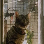 Şilan