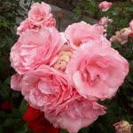 Fatma