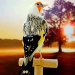 Ali