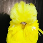 Hakan
