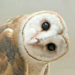 Beyaz