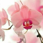 Fnd