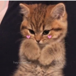 Özge