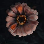 Rabia