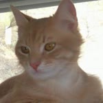 Dogan