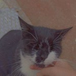 Gökçe