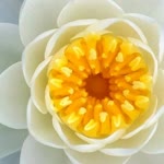 Serpil