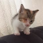 Zeynep
