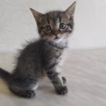 Orhan