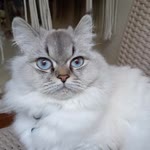Pınar