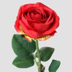 Reis