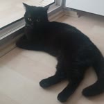Özge