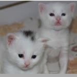 Duygu
