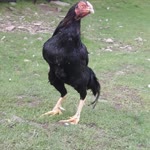 Emircan