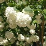 Sibel