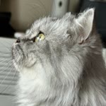 Elif