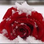Halil