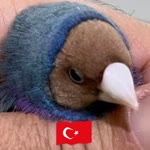 İspinozcu