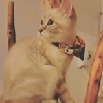 Özge