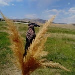 Halime