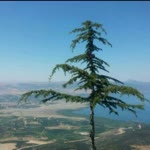 Yasemin