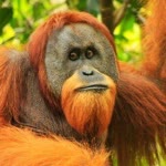Furkan
