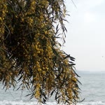 Neşe