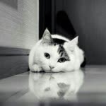 Umut