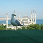 Melih