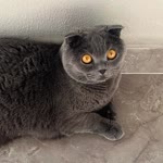 Ada