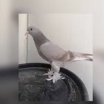 Seyfo