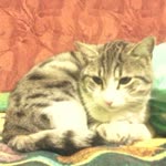 Fatih