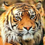 Erdal