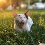 Musa