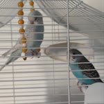 Sultan