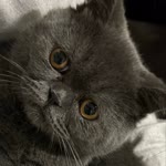 Mehmed