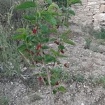 Murat