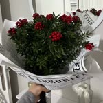 Gülsüm