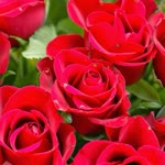 Erdal