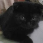 Kedi