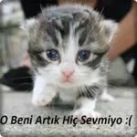 İnara