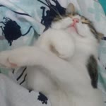 Hazal