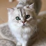 Songül