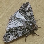 Serpil