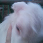 Meral